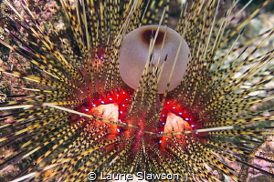 Diadema reproduction. by Laurie Slawson 